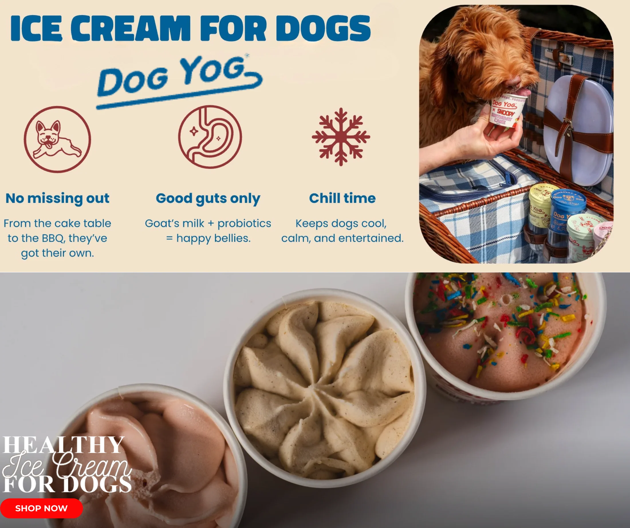 Unleash Your Pet's Signature Style